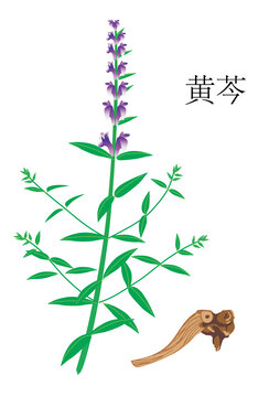 黄芩