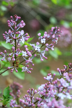 丁香花