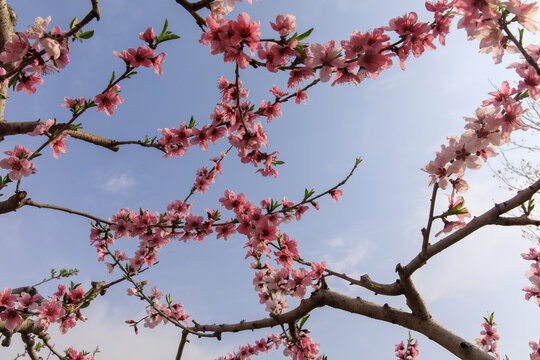 仰拍桃花