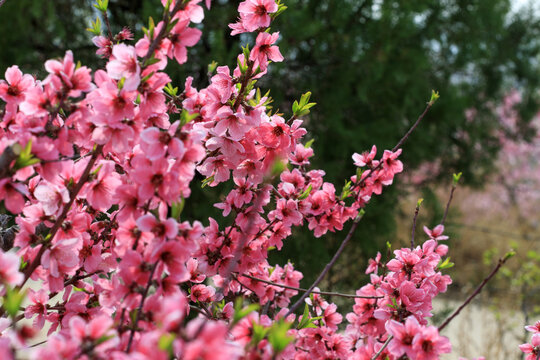 桃花盛开