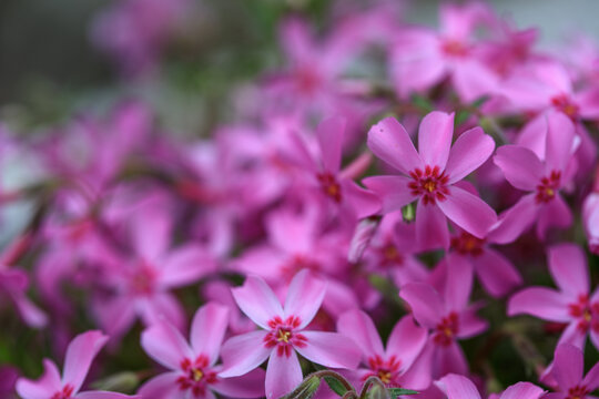 芝樱花