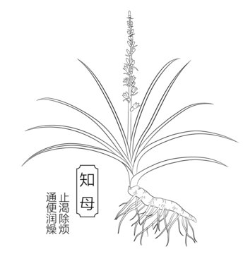 知母线稿