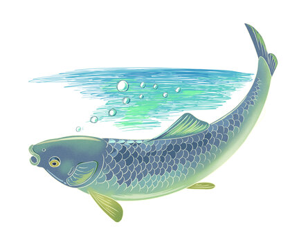 草魚