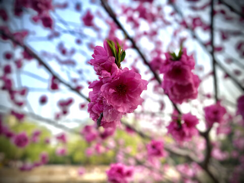 桃花绣球