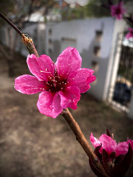 桃花