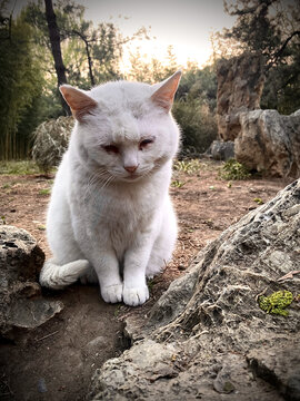 白猫王者风范
