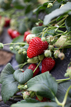 红色草莓果