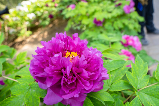 盛开的牡丹花特写