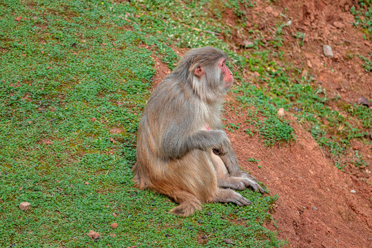 坐着休息的猕猴