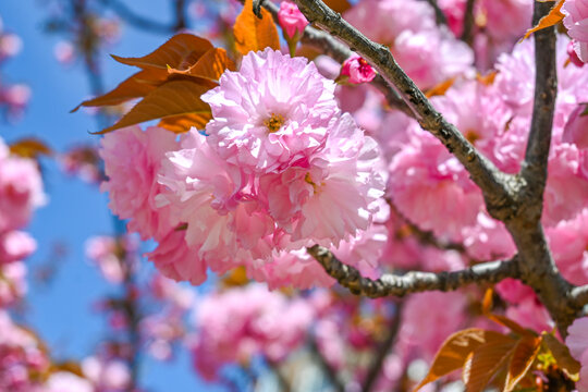 粉红色日本东京樱花在春天里盛开