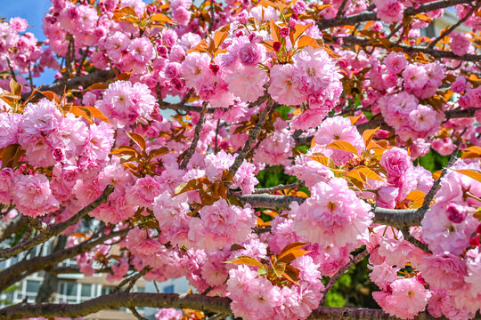 粉红色日本东京樱花在春日里盛开