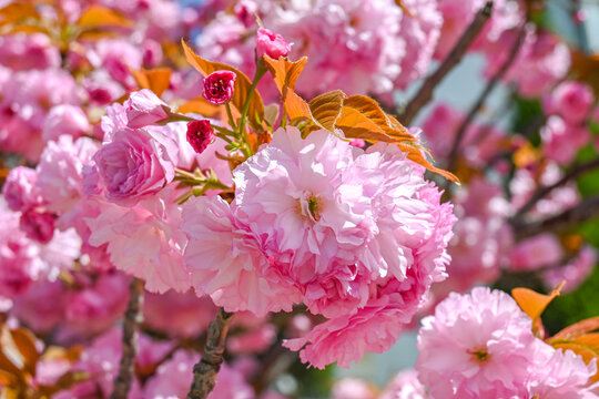 粉红色日本东京樱花在春日里盛开