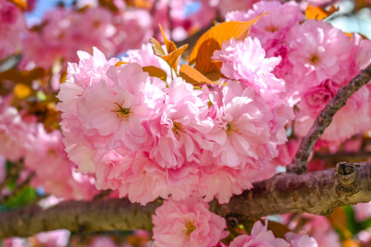 粉红色日本东京樱花在春日里盛开