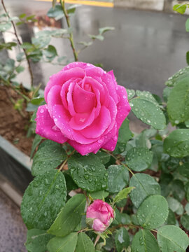 雨后玫红色月季