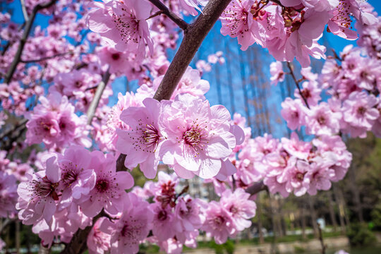 春天樱花绽放满开特写