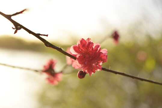 桃花