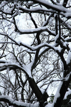 留园雪景