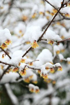 傲雪寒梅