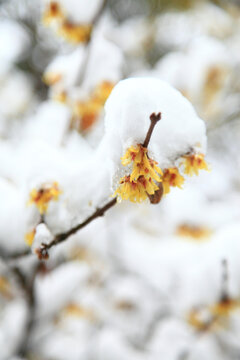 傲雪寒梅