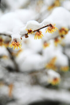 傲雪寒梅