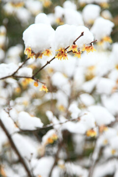 傲雪寒梅