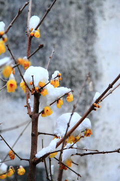 雪中的梅花