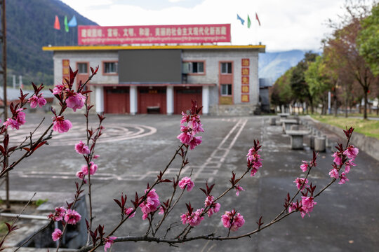 易贡茶场桃花