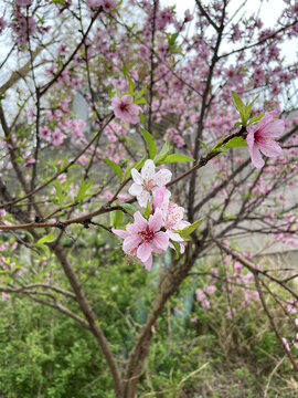 桃花