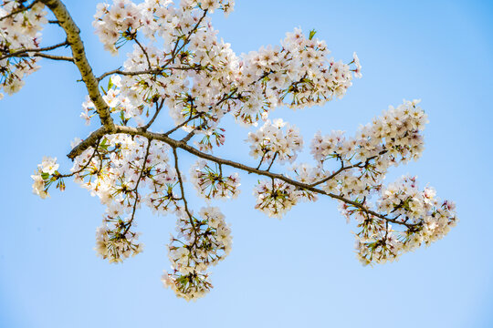 樱花特写