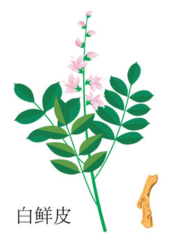 白鮮皮