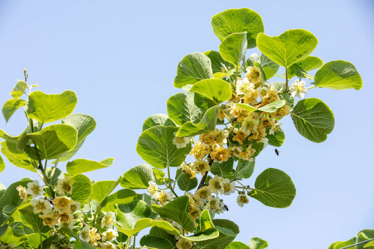 奇异果开花蜜蜂授粉