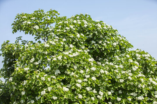 山揸树开花