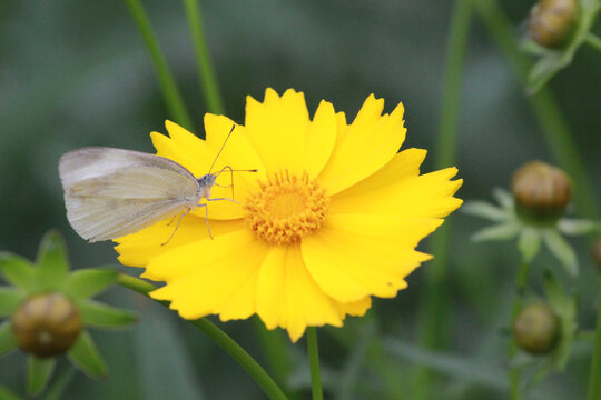 金鸡菊