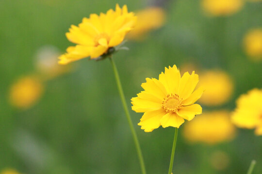 金鸡菊