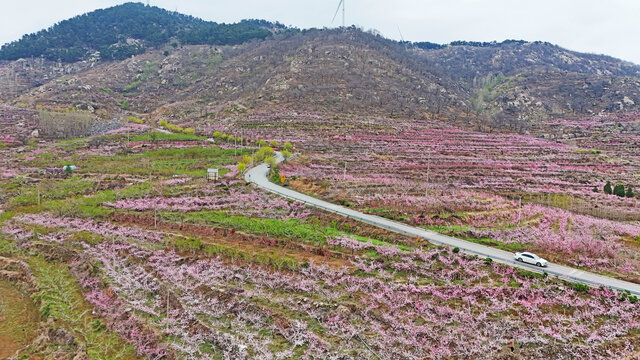 航拍费县桃花园