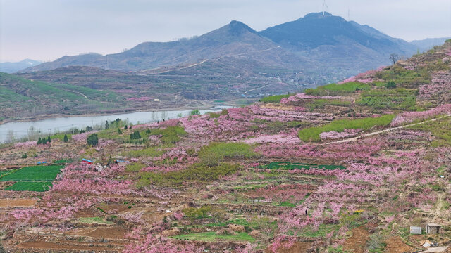 航拍费县桃花园