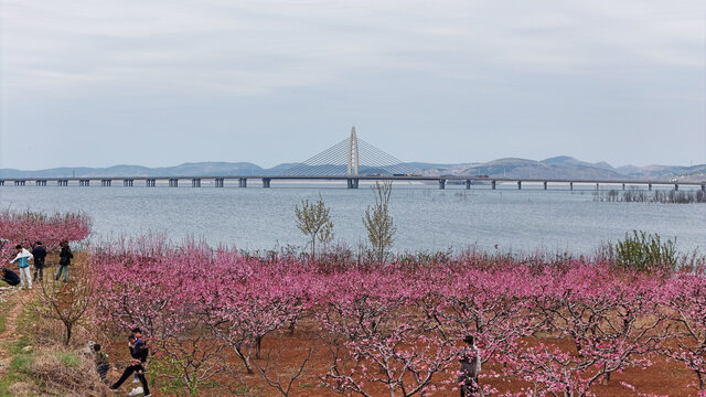 航拍庄里水库桃花