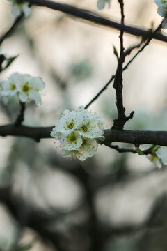 李子花朵特写