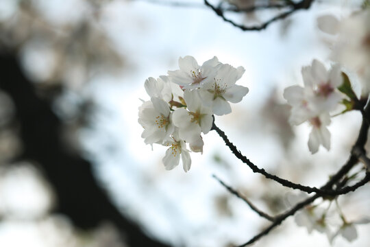 樱花树枝头