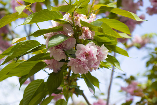 樱花树