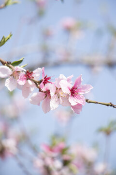 桃花特写