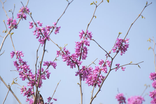 紫荆花树