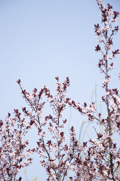 紫叶李花树