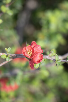 日本木瓜花