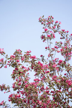 海棠花枝