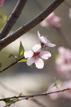 桃花枝