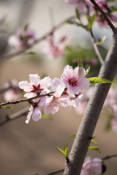 桃花特写