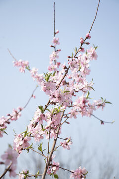 桃花树