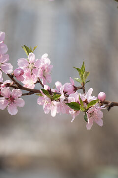 桃花枝杈