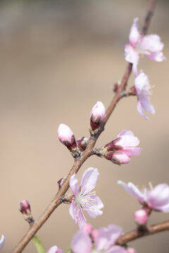 桃花枝